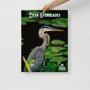 Dear Everglades Poster